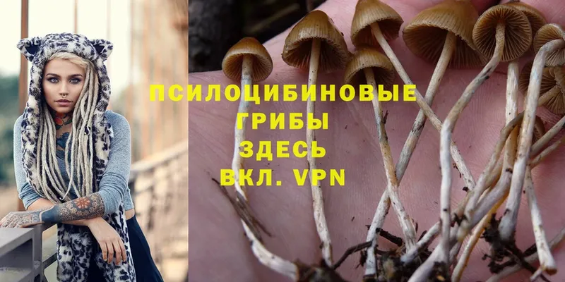 MEGA как войти  Великий Устюг  Псилоцибиновые грибы Psilocybine cubensis 